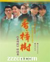 香樟树封面
