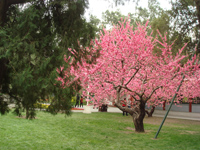 艳若桃花封面