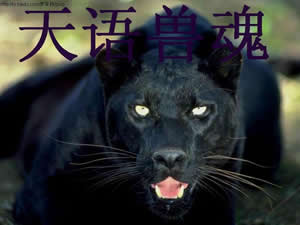 天语兽魂封面
