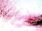 樱花落封面