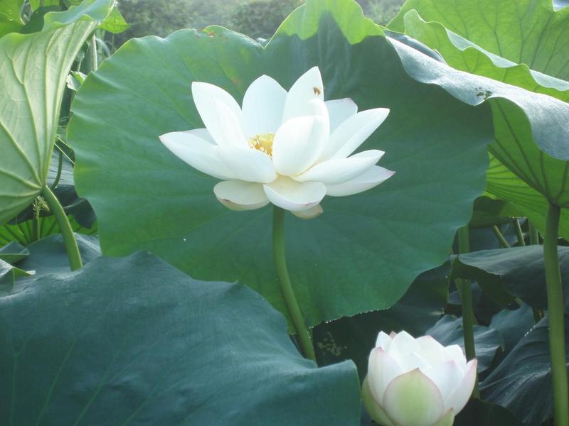 暇思迩想封面