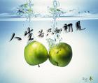 人生若只如初见封面