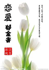恋爱郁金香封面
