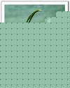 ķ