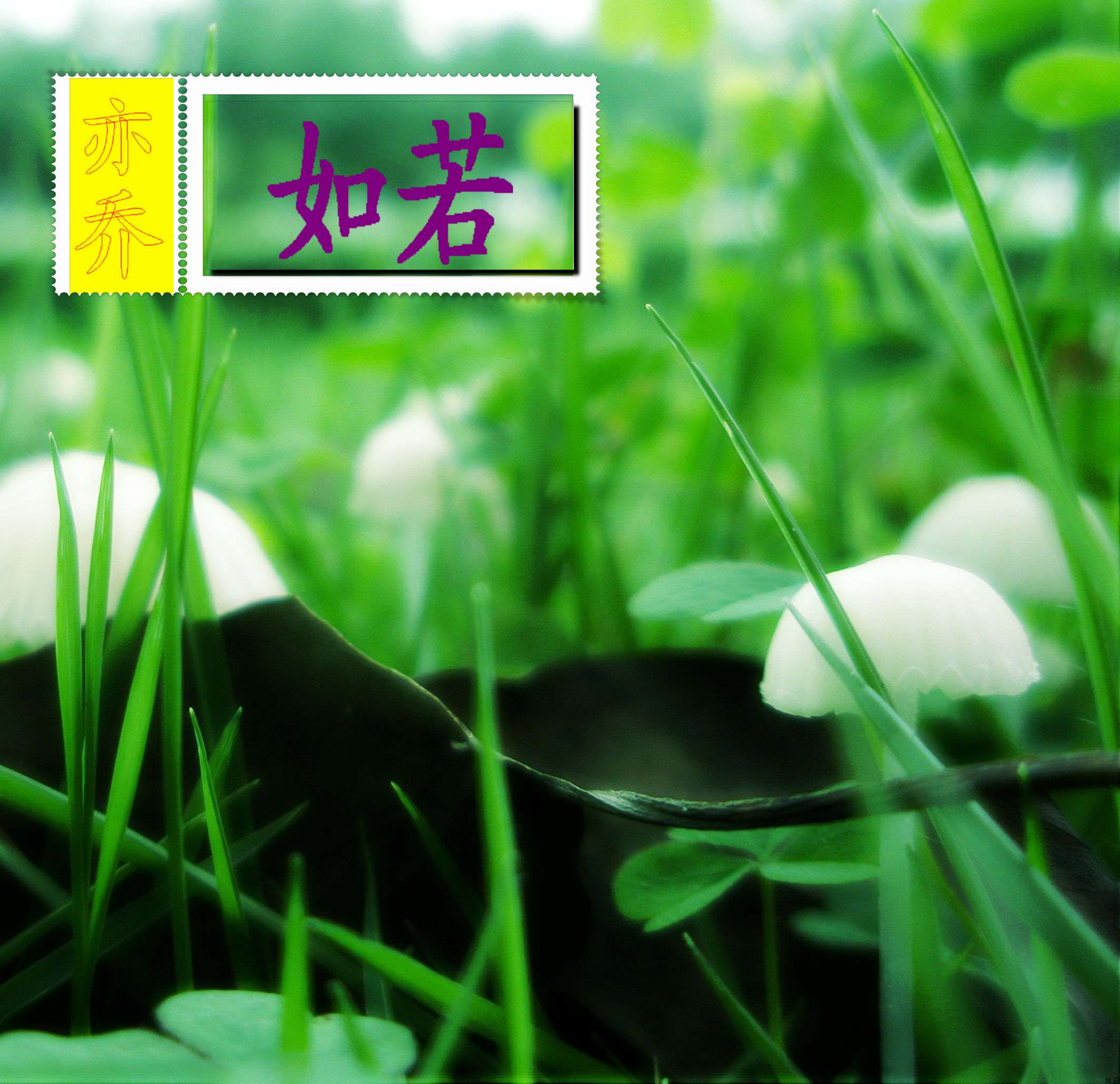 如若封面
